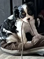 Tiger Lilly, a female Cavalier King Charles Spaniel for sale in Spring Hill, FL – Photo 3 of 9