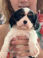 Tiger Lilly, a female Cavalier King Charles Spaniel for sale in Spring Hill, FL – Photo 7 of 9