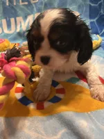 Tiger Lilly, a female Cavalier King Charles Spaniel for sale in Spring Hill, FL – Photo 4 of 9