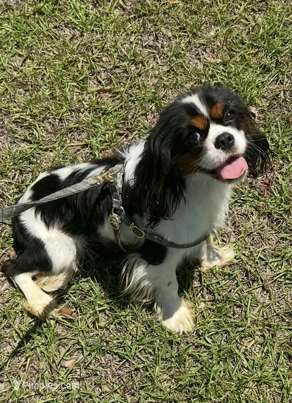 Ivan – Cavalier King Charles Spaniel puppy for sale in Spring Hill, FL