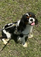 Ivan, a male Cavalier King Charles Spaniel for sale in Spring Hill, FL – 1 of 3