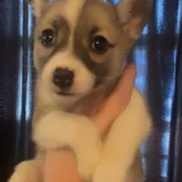 Queen Susan, a female Pomsky for sale in Spring Hill, FL – Photo 1 of 2