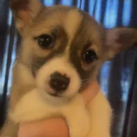 Queen Susan, a female Pomsky for sale in Spring Hill, FL – Photo 2 of 2