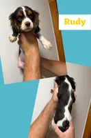 Rudy, a male Cavalier King Charles Spaniel for sale in Spring Hill, FL – 1 of 3
