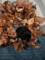 Huey, Dewey Louie, a male Cavalier King Charles Spaniel for sale in Spring Hill, FL – Photo 4 of 8