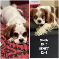 Huey, Dewey Louie, a male Cavalier King Charles Spaniel for sale in Spring Hill, FL – Photo 6 of 8