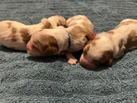 Huey, Dewey Louie, a male Cavalier King Charles Spaniel for sale in Spring Hill, FL – Photo 3 of 8