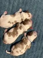 Huey, Dewey Louie, a male Cavalier King Charles Spaniel for sale in Spring Hill, FL – Photo 8 of 8