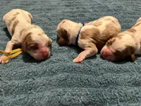 Huey, Dewey Louie, a male Cavalier King Charles Spaniel for sale in Spring Hill, FL – Photo 1 of 8