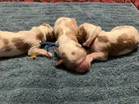 Huey, Dewey Louie, a male Cavalier King Charles Spaniel for sale in Spring Hill, FL – Photo 2 of 8