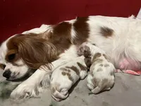 Huey, Dewey Louie, a male Cavalier King Charles Spaniel for sale in Spring Hill, FL – Photo 5 of 8