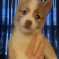 King Peter , a male Pomeranian and Pomsky for sale in Spring Hill, FL – Photo 2 of 2