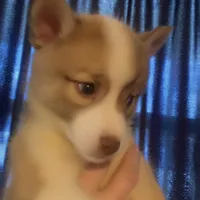 King Peter , a male Pomeranian and Pomsky for sale in Spring Hill, FL – Photo 1 of 2