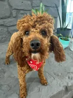 Buzz, a male Cavapoo and Poodle - Toy  for sale in Spring Hill, FL – Photo 3 of 4