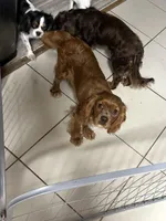 Jasper, a male Cavalier King Charles Spaniel for sale in Spring Hill, FL – Photo 2 of 3