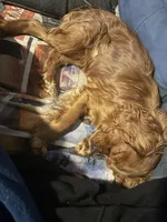 Jasper, a male Cavalier King Charles Spaniel for sale in Spring Hill, FL – Photo 3 of 3