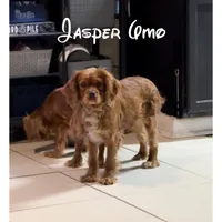 Jasper, a male Cavalier King Charles Spaniel for sale in Spring Hill, FL – Photo 1 of 3