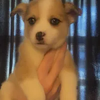 King Edmund , a male Pomeranian and Pomsky for sale in Spring Hill, FL – Photo 1 of 2