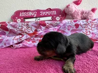 Marlin Bb gene Akc, a male Cavalier King Charles Spaniel for sale in Spring Hill, FL – Photo 4 of 7