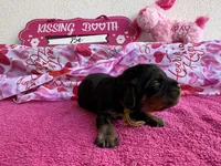 Marlin Bb gene Akc, a male Cavalier King Charles Spaniel for sale in Spring Hill, FL – Photo 2 of 7