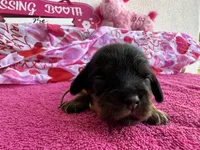 Marlin Bb gene Akc, a male Cavalier King Charles Spaniel for sale in Spring Hill, FL – Photo 3 of 7