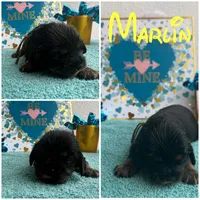 Marlin Bb gene Akc, a male Cavalier King Charles Spaniel for sale in Spring Hill, FL – Photo 1 of 7