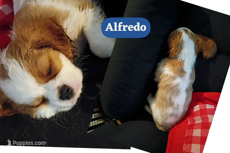 Alfredo  – Cavalier King Charles Spaniel puppy for sale in Spring Hill, FL