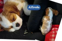 Alfredo , a male Cavalier King Charles Spaniel for sale in Spring Hill, FL – 1 of 2