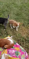 Lasagna , a male Cavalier King Charles Spaniel for sale in Spring Hill, FL – 2 of 2