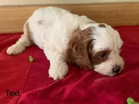 Blaze, a male Cavapoo and Poodle - Toy  for sale in Spring Hill, FL – Photo 3 of 5