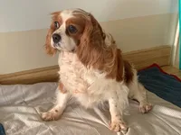 Blaze, a male Cavapoo and Poodle - Toy  for sale in Spring Hill, FL – Photo 5 of 5