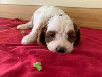 Blaze, a male Cavapoo and Poodle - Toy  for sale in Spring Hill, FL – Photo 2 of 5