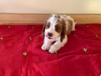 Blaze, a male Cavapoo and Poodle - Toy  for sale in Spring Hill, FL – Photo 1 of 5