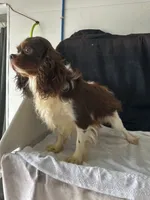Remy, a male Cavalier King Charles Spaniel for sale in Spring Hill, FL – 2 of 3