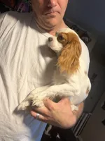 Isabel Bb gene, a female Cavalier King Charles Spaniel for sale in Spring Hill, FL – Photo 4 of 5