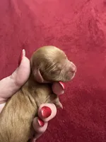 Isabel Bb gene, a female Cavalier King Charles Spaniel for sale in Spring Hill, FL – Photo 2 of 5