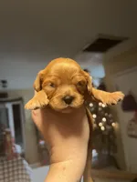 Isabel Bb gene, a female Cavalier King Charles Spaniel for sale in Spring Hill, FL – Photo 1 of 5