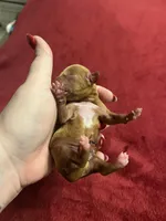 Isabel Bb gene, a female Cavalier King Charles Spaniel for sale in Spring Hill, FL – Photo 3 of 5