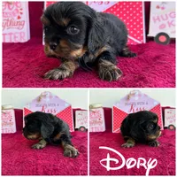 Dory Bb gene akc, a female Cavalier King Charles Spaniel for sale in Spring Hill, FL – Photo 3 of 6
