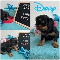 Dory Bb gene akc, a female Cavalier King Charles Spaniel for sale in Spring Hill, FL – Photo 2 of 6