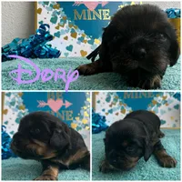 Dory Bb gene akc, a female Cavalier King Charles Spaniel for sale in Spring Hill, FL – Photo 5 of 6