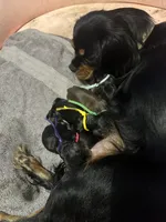 Dory Bb gene akc, a female Cavalier King Charles Spaniel for sale in Spring Hill, FL – Photo 6 of 6