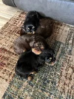 Dory Bb gene akc, a female Cavalier King Charles Spaniel for sale in Spring Hill, FL – Photo 4 of 6