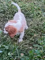 Alfredo , a male Cavalier King Charles Spaniel for sale in Spring Hill, FL – 2 of 2