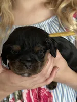 Fozzie, a male Cavalier King Charles Spaniel for sale in Spring Hill, FL – Photo 3 of 7