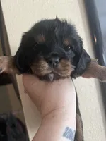 Fozzie, a male Cavalier King Charles Spaniel for sale in Spring Hill, FL – Photo 2 of 7