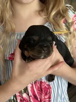 Fozzie, a male Cavalier King Charles Spaniel for sale in Spring Hill, FL – Photo 6 of 7