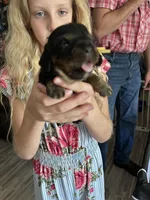 Fozzie, a male Cavalier King Charles Spaniel for sale in Spring Hill, FL – Photo 7 of 7