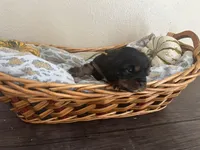 Fozzie, a male Cavalier King Charles Spaniel for sale in Spring Hill, FL – Photo 4 of 7