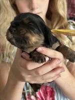 Fozzie, a male Cavalier King Charles Spaniel for sale in Spring Hill, FL – Photo 5 of 7